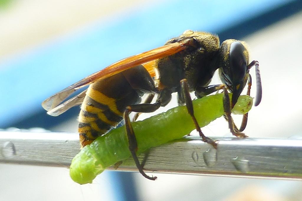 Brachygastra lecheguana Charles Darwin Research Station, Santa Cruz Island. Photo: Heinke Jäger, CDF, 2026.
